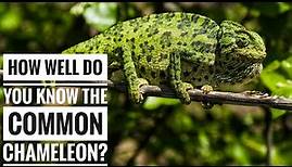 Common chameleon || Description, Characteristics and Facts!