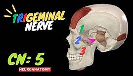 CN 5: Trigeminal Nerve (Scheme, Divisions, Pathway) | Neuroanatomy