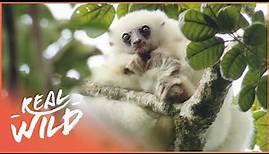 The Rare Lemurs Of Madagascar | Trouble In Lemur Land | Real Wild