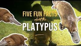 Five Fun Facts about the Baby Platypus