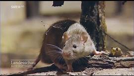 Ratten - wo und wie sie leben | Gut zu wissen