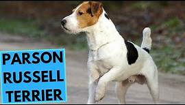 Parson Russell Terrier - TOP 10 Interesting Facts