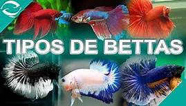TIPOS DE BETTAS - todas la variedades de peces bettas - Por Aleta y por Color - Lima - Perú