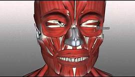 Muscles of Facial Expression - Anatomy Tutorial PART 1