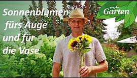 Sonnenblumen fürs Auge und für die Vase | MDR Garten