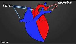 Die Funktion des Herzens 1 - Einführung