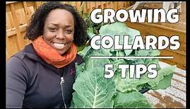 Growing Collard Greens | 5 Tips