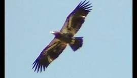 Bald Eagle mating rituals/courtship rituals