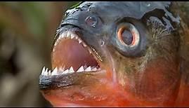 Piranha - Der Raubfisch Aus Südamerika / Dokumentation