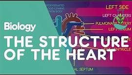 The Structure of the heart | Physiology | Biology | FuseSchool