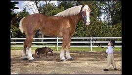 Big Jake World's Tallest Horse - Guinness World Record Holder