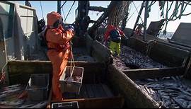 Alaska's Pollock Fishery: A Model of Sustainability