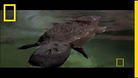 Platypus Parts | National Geographic
