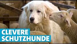 Herdenschutzhunde: Treue Beschützer einer Schafherde