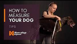 How to measure your dog for Non-stop dogwear products