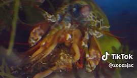 Heute zeigen euch Malte & Sven ein ganz besonderes Tier, und zwar den Clown-Fangschreckenkrebs (Odontodactylus scyllarus). Was ihn so besonders macht, erfahrt ihr im Video. Viel Spaß! 👉 Das Video findet ihr auf unserem YouTube-Kanal. #clown#fangschreckenkrebs#odontodactylus#scyllarus#clownfangschreckenkrebs#odontodactylusscyllarus#krebs#crab#meerwasser#aquaristik#zoozajac#duisburg#faq#fypシ#fyp