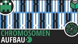 Chromosomen Aufbau-Genetik-Biologie-Lernvideo