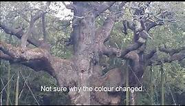 The Major Oak, Sherwood Forest, Nottinghamshire, UK.