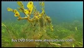 Leafy sea dragon documentary film "The Vanishing Dragon" Scuba diving in South Australia