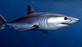 Facts: The Mako Shark