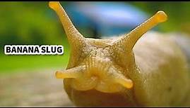 Banana Slug Facts: the YELLOW Slugs 💛 Animal Fact Files