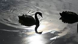 Black swans and other deviations: like evolution, all scientific theories are a work in progress