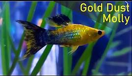 The Glittering Gold Dust Molly (Poecilia sphenops.) Gold Panda Molly