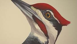 Bird illustrator David Allen Sibley