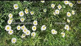 Lightning Seeds - Sunshine (Official Audio)