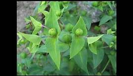 Wolfsmilch, Euphorbium, Heilpflanze