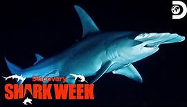 Unforgettable Moments from Shark Week 2023 | Shark Week 2023 | Discovery