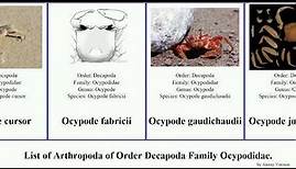 List of Arthropoda of Order Decapoda Family Ocypodidae. uca ocypode fiddler tubuca crab ghost osa
