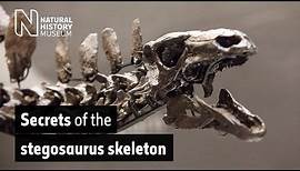Secrets of the stegosaurus skeleton | Natural History Museum