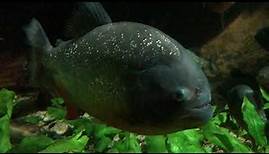 Piranha aquarium (4K Quality Video)