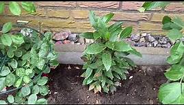 Einen Gewürzlorbeer im Garten auspflanzen