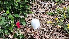 The American white ibis in Selby Botanical Garden, Sarasota, Florida.