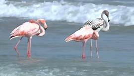 Rare pink flamingo sighting on Lake Michigan in Wisconsin draws large crowds