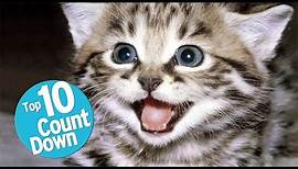 Top 10 Domesticated Cat Breeds