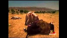 American Lion vs SHort Faced Bear Highlights