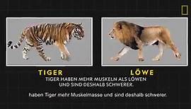 Wissen kompakt: Tiger