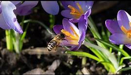 Garten Magie – Krokusse mit leuchtenden purpurfarbenen Blüten, der Frühling hat begonnen - UHD 4K.