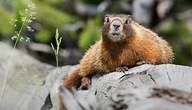 Marmot || Description and Facts!