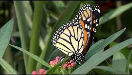 Monarch Butterfly Laying Eggs FYV