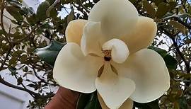 Magnolia grandiflora / Magnolio blanco / Cuidados básicos / Magnolia común