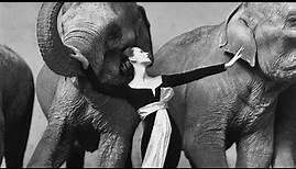 Richard Avedon :: Dovima with Elephants