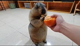 marmot experiences an orange for the first time