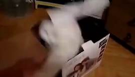 Angry and evil cats - Compilation 2013