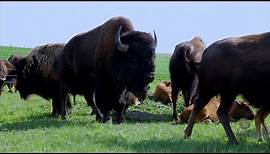 Nebraska Rancher Seeks Markets for Bison