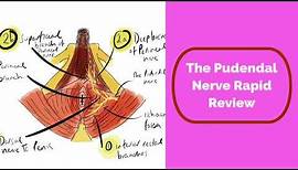 Pudendal Nerve Rapid Review