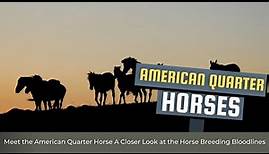 Meet the American Quarter Horse A Closer Look at the Horse Breeding Bloodlines and Genetics